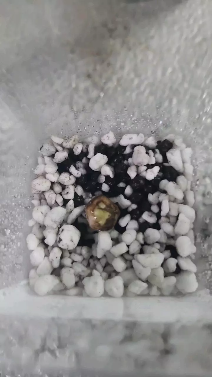 Alocasia Reginae Corm thumbnail