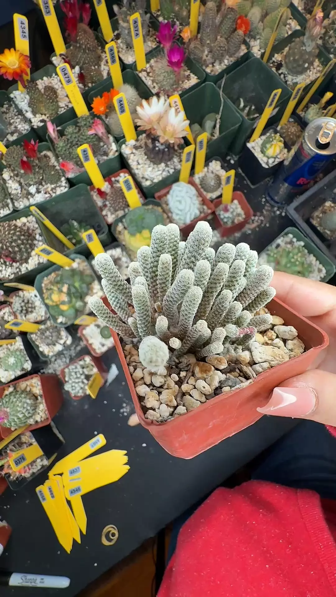 4544 Turbinicarpus minima large thumbnail