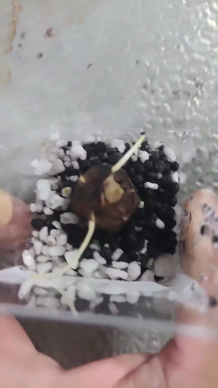 Regal Shield Alocasia Corm thumbnail