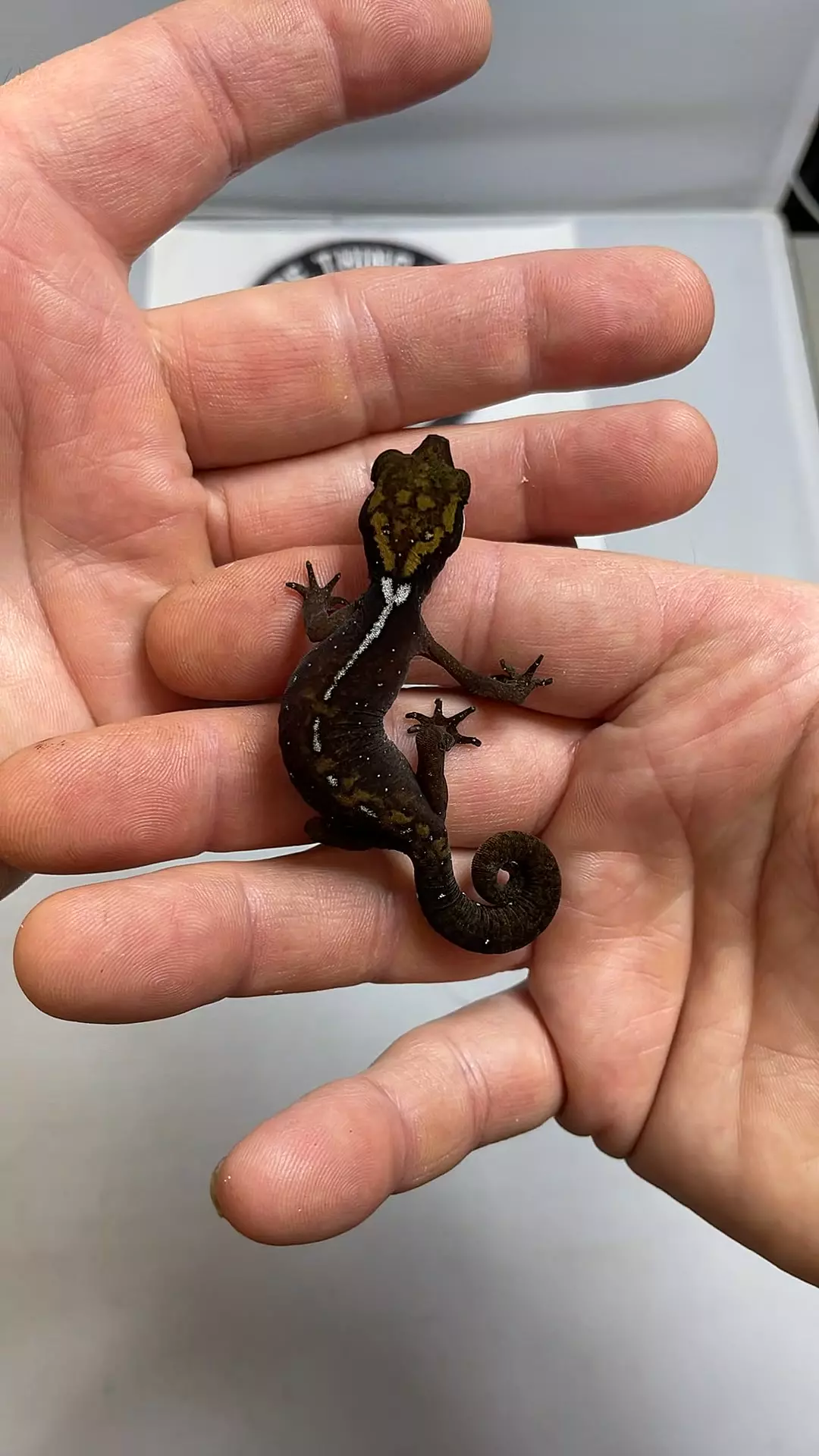 Boreneo Cat Gecko thumbnail