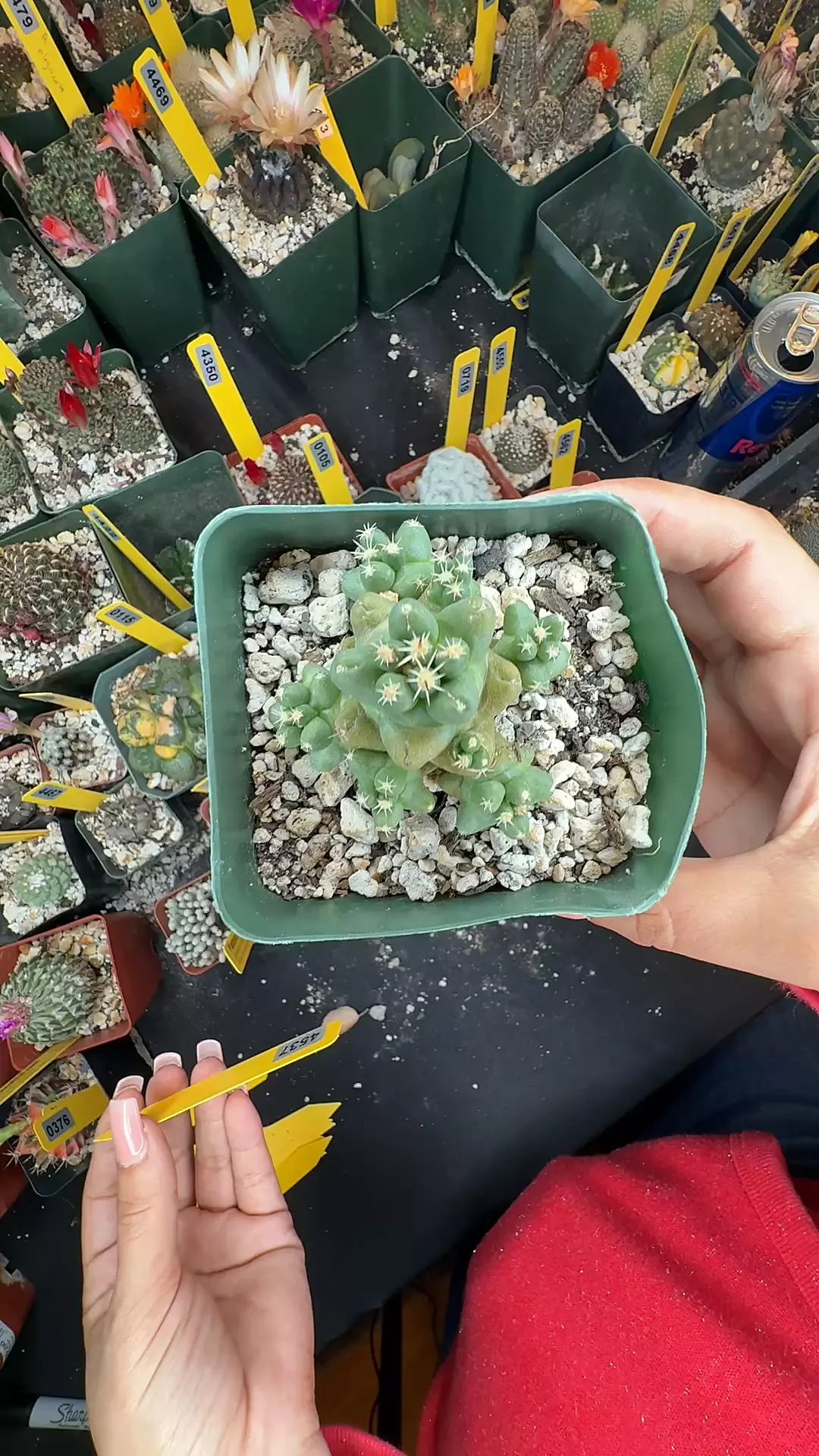 4537 coryphantha runyonii thumbnail