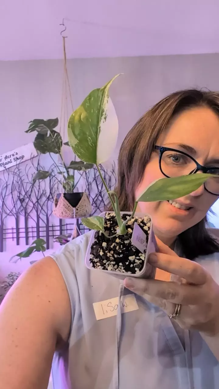 monstera borsigiana albo thumbnail