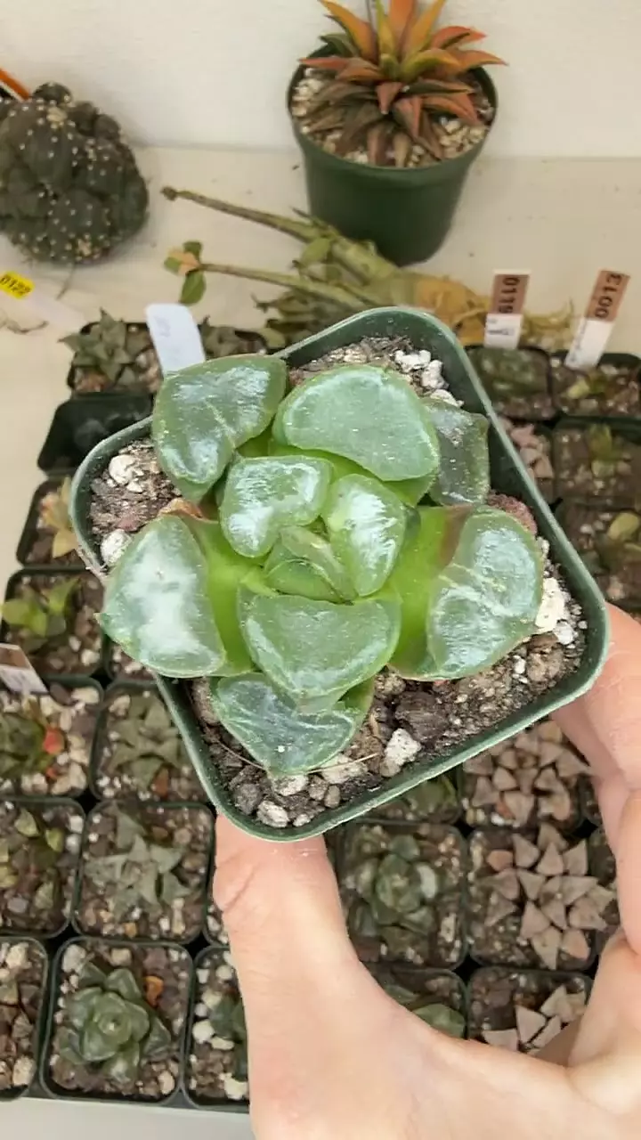 haworthia denticulifera thumbnail