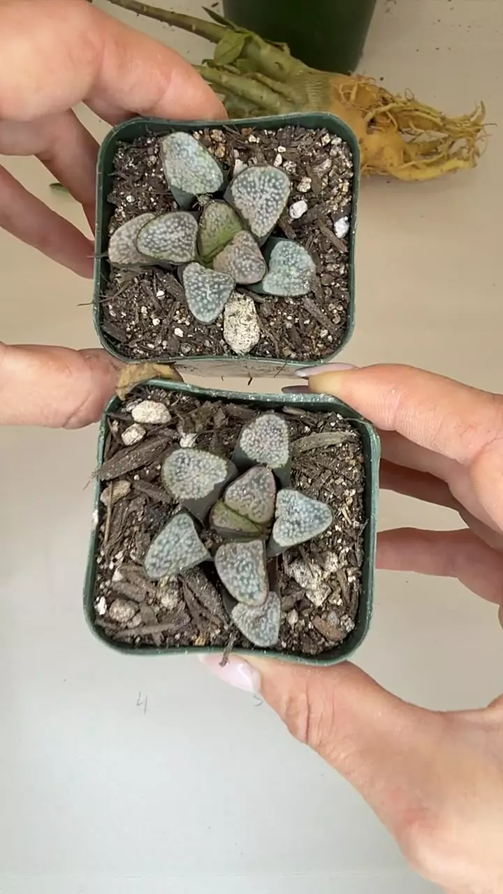 haworthia pumila duval thumbnail