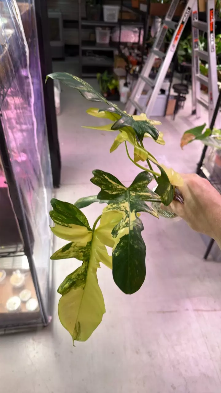 Variegated Philodendron Florida Beauty x Mayoi 3872 thumbnail