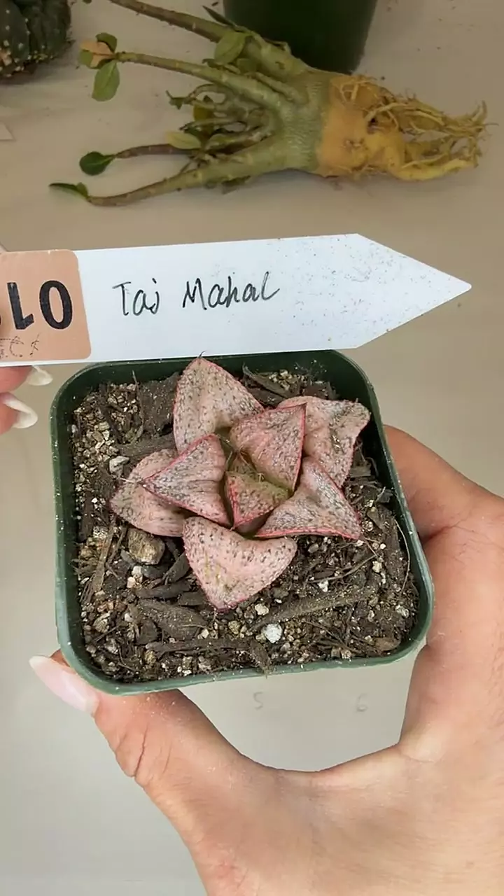 haworthia taj mahal thumbnail
