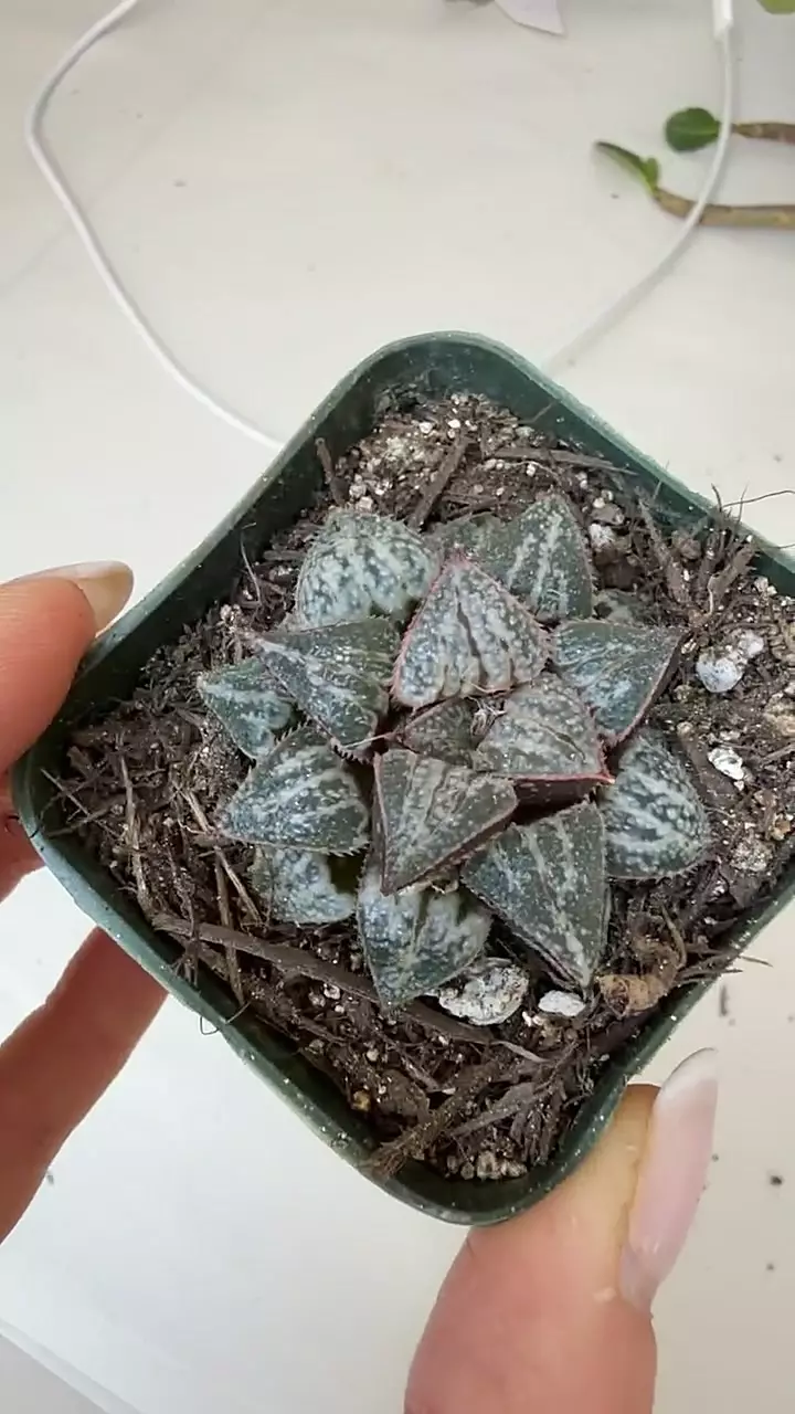 haworthia yuki kashiki thumbnail