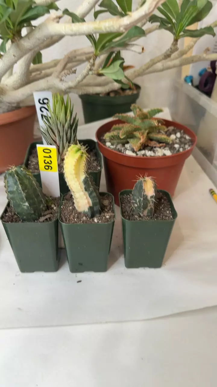echinocereus knippelianus GC thumbnail