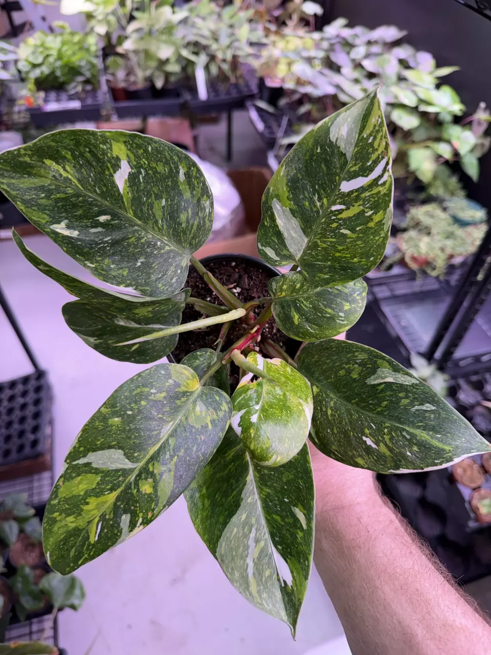 quad-color Var. Philodendron Galaxy White/Pink Princess 3876 thumbnail