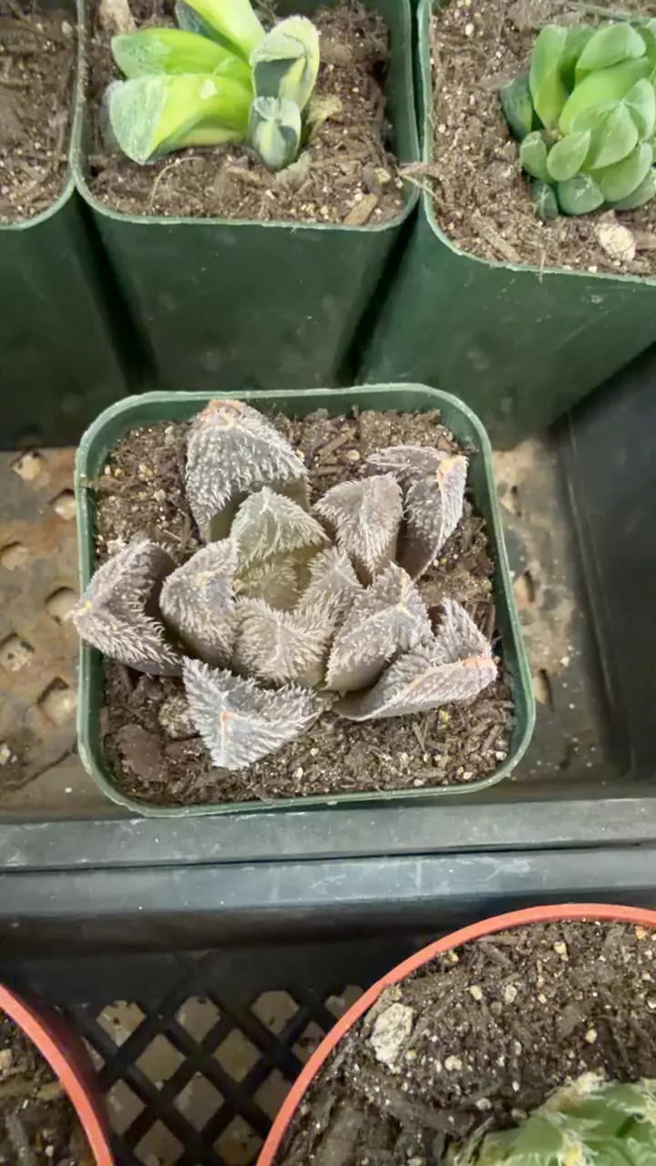 haworthia tarantula GC thumbnail