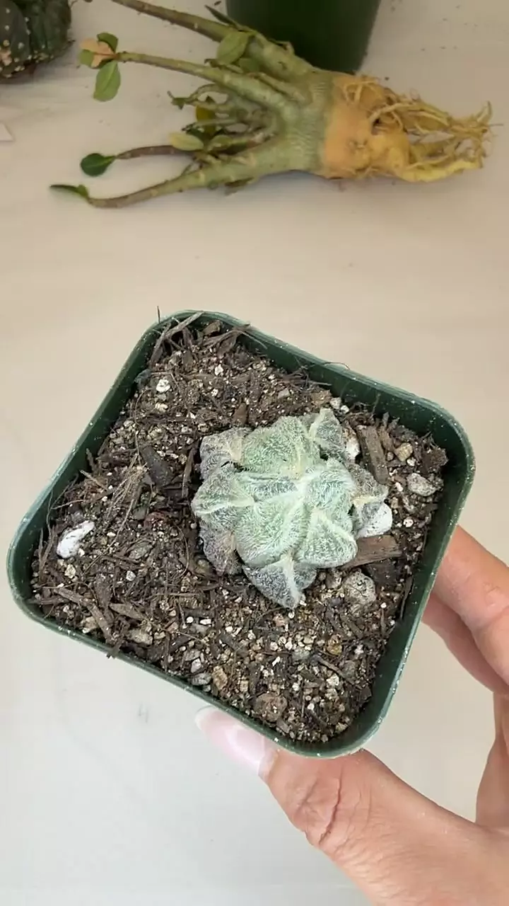 haworthia Marilyn Monroe thumbnail
