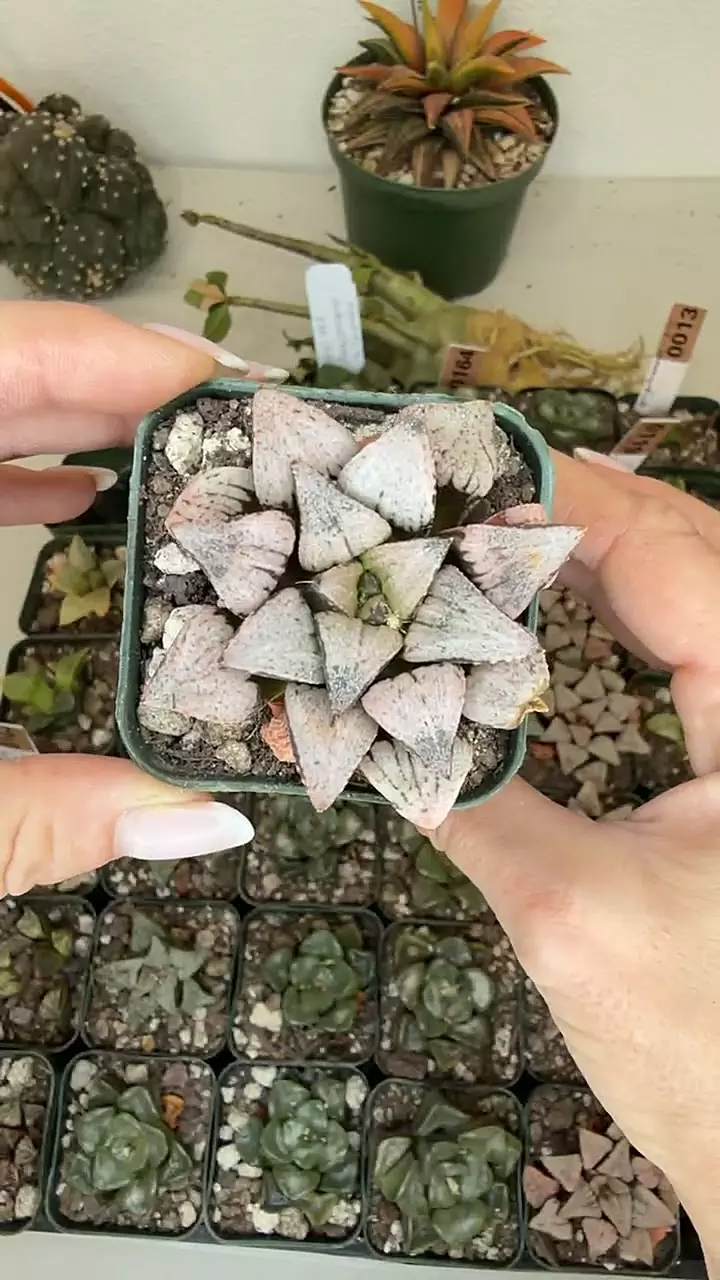 haworthia world 1 thumbnail