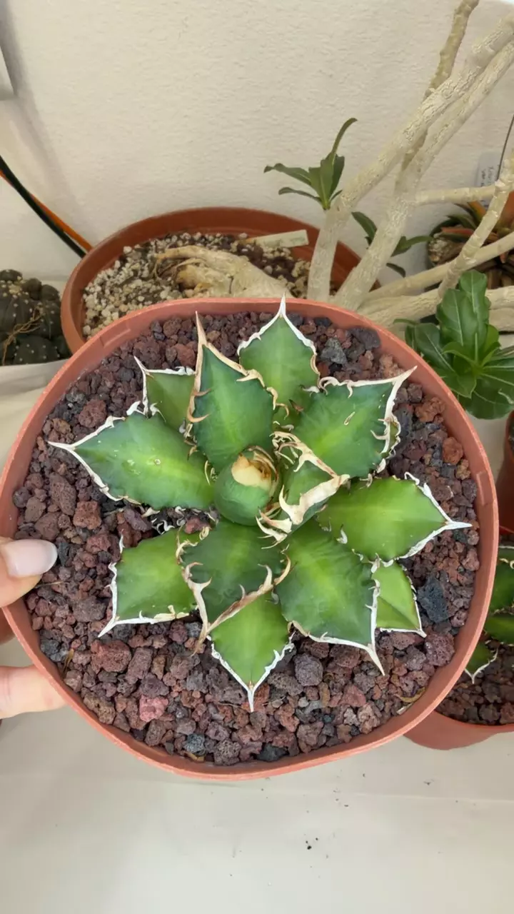 agave red cat with back teeth GC thumbnail