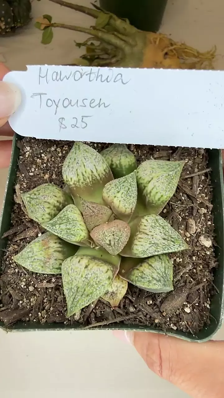 haworthia toyousen thumbnail