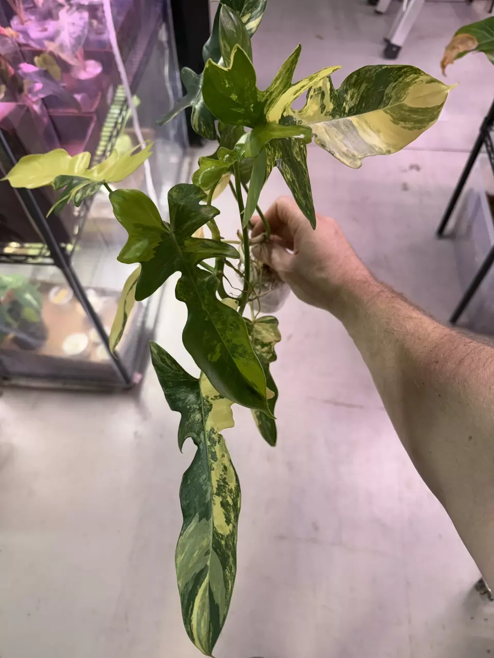 Variegated Philodendron Flobe x Mayoi 3873 thumbnail