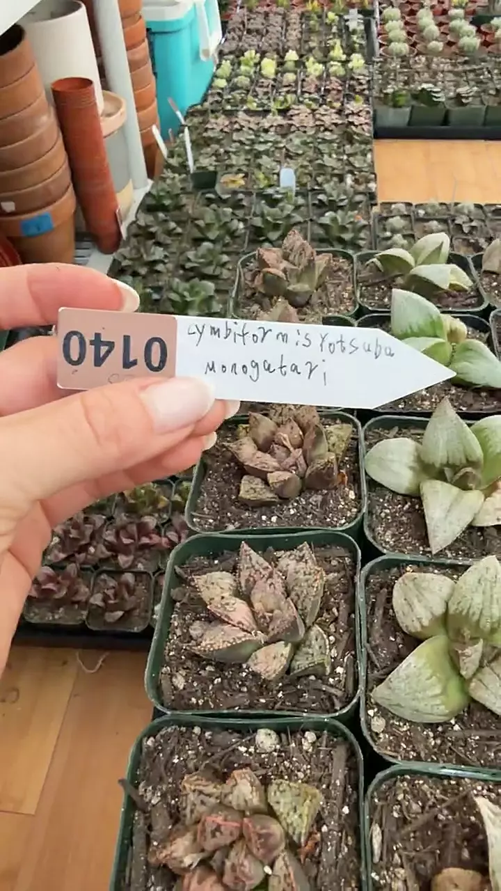 haworthia monagatari thumbnail
