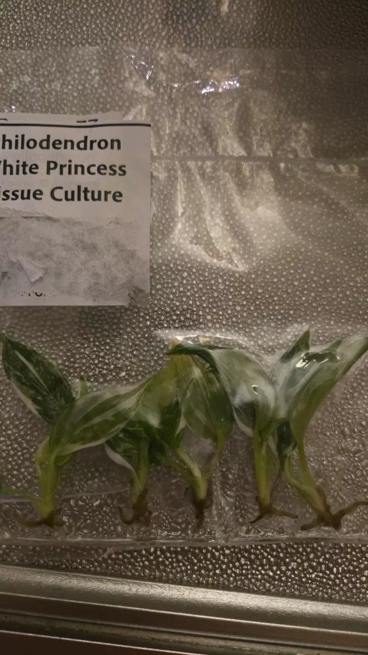Philo White princess 5 Pack thumbnail