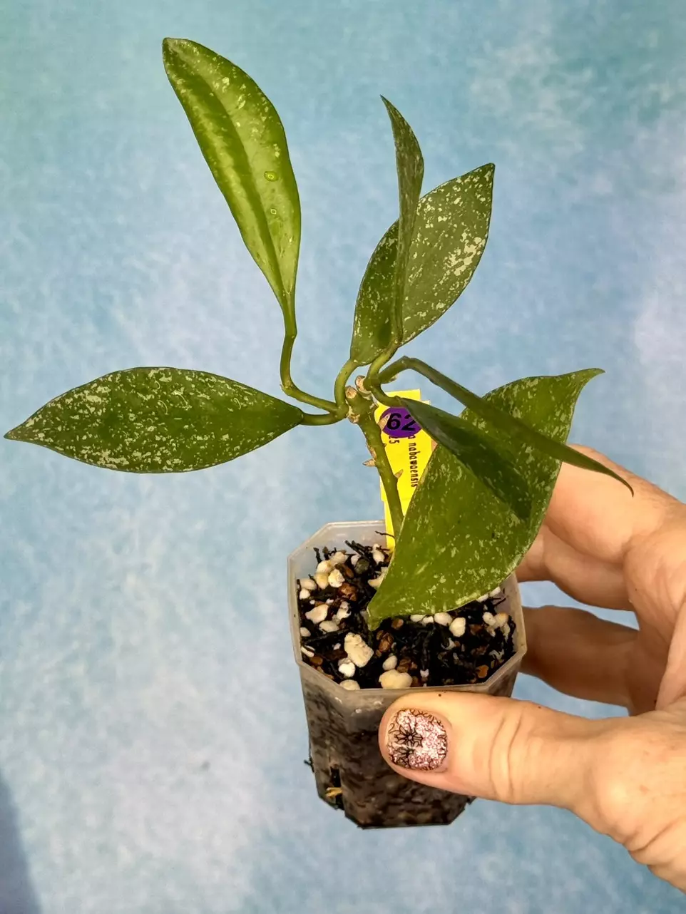 62 Hoya nabawanensis (splash) thumbnail