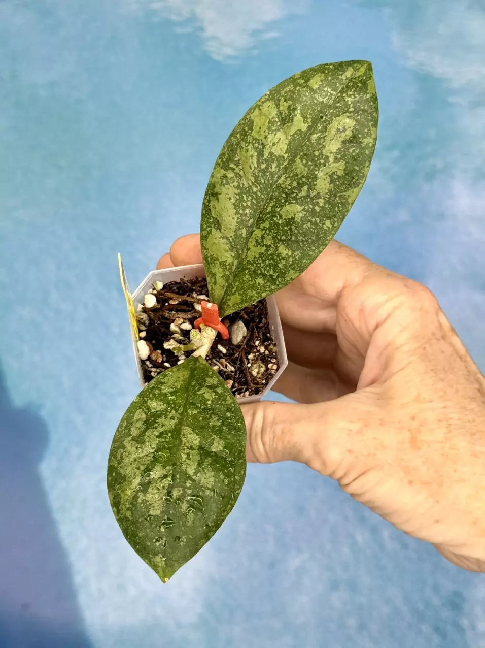 68 Hoya aff. lambii sp. Kalbar (splash) thumbnail