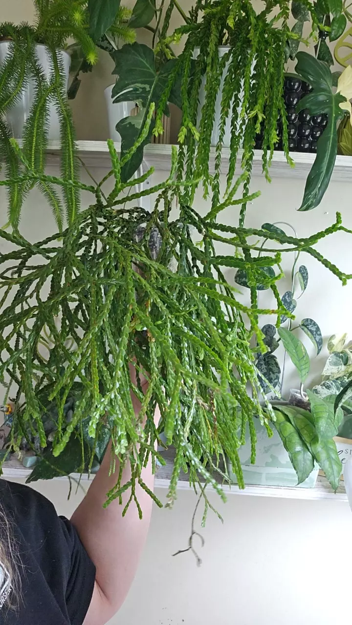 Huperzia nummalafolium 548 thumbnail