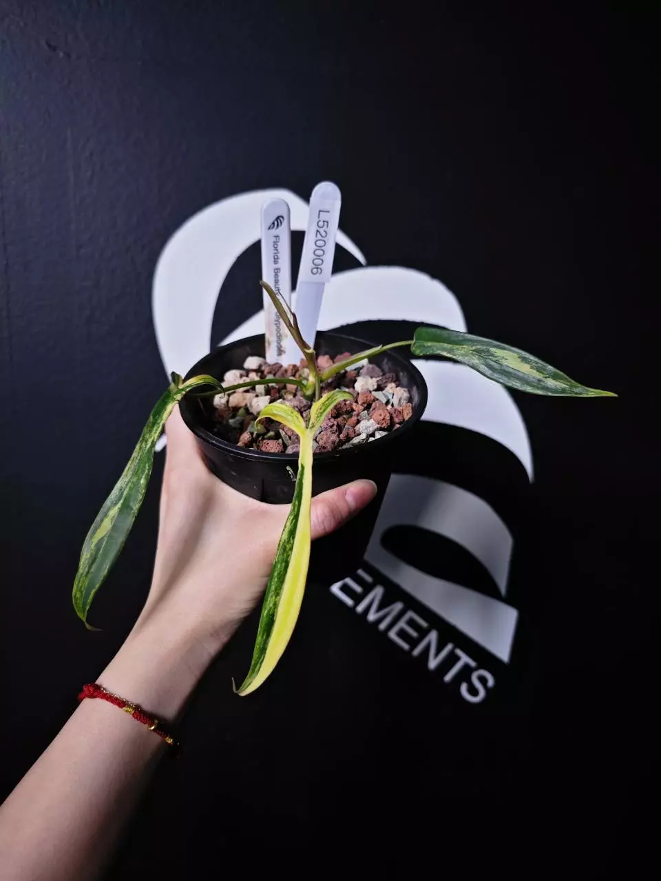 L520006 Philodendron Florida Beauty x Polyphodiodes thumbnail