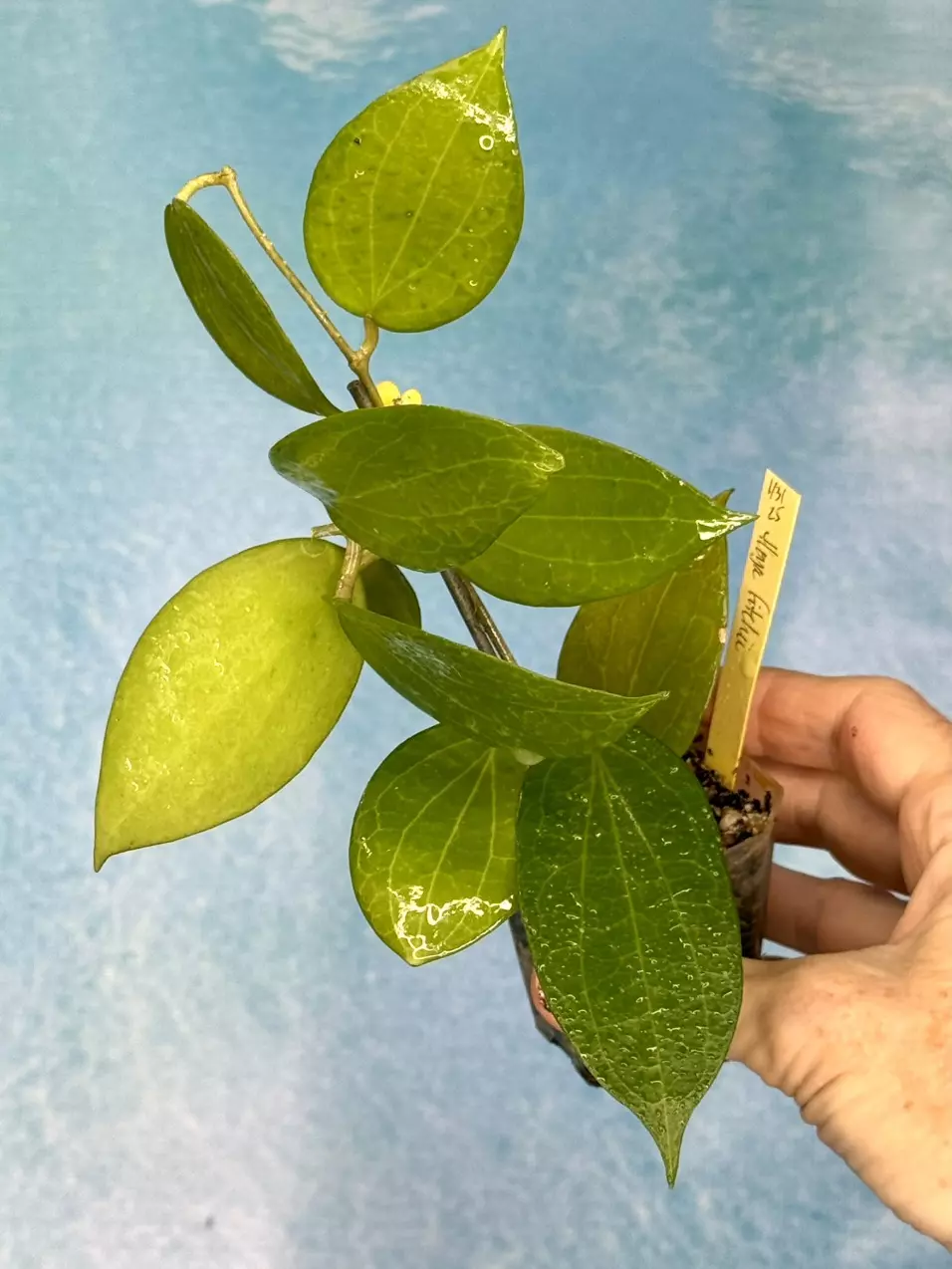 74 Hoya fitchii (large leaf, orange) thumbnail