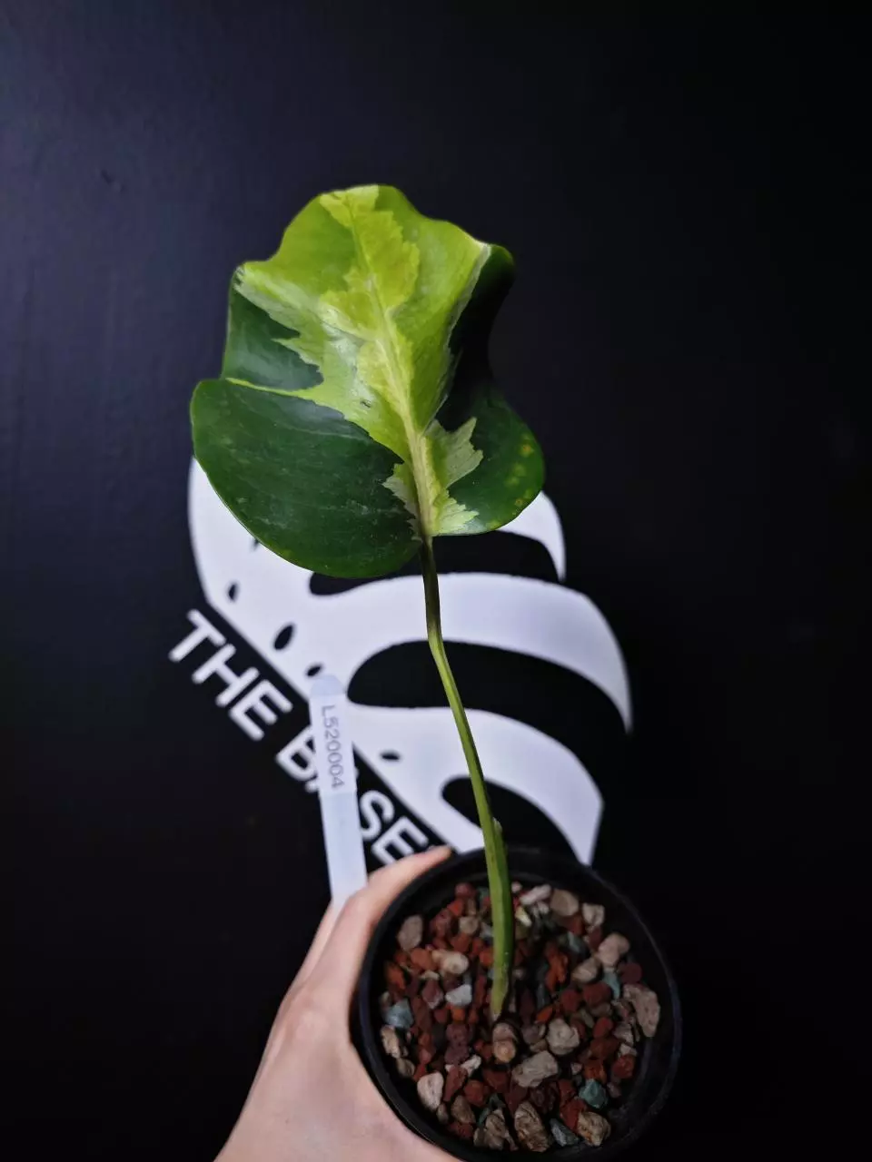 L520004 Monstera Lava thumbnail