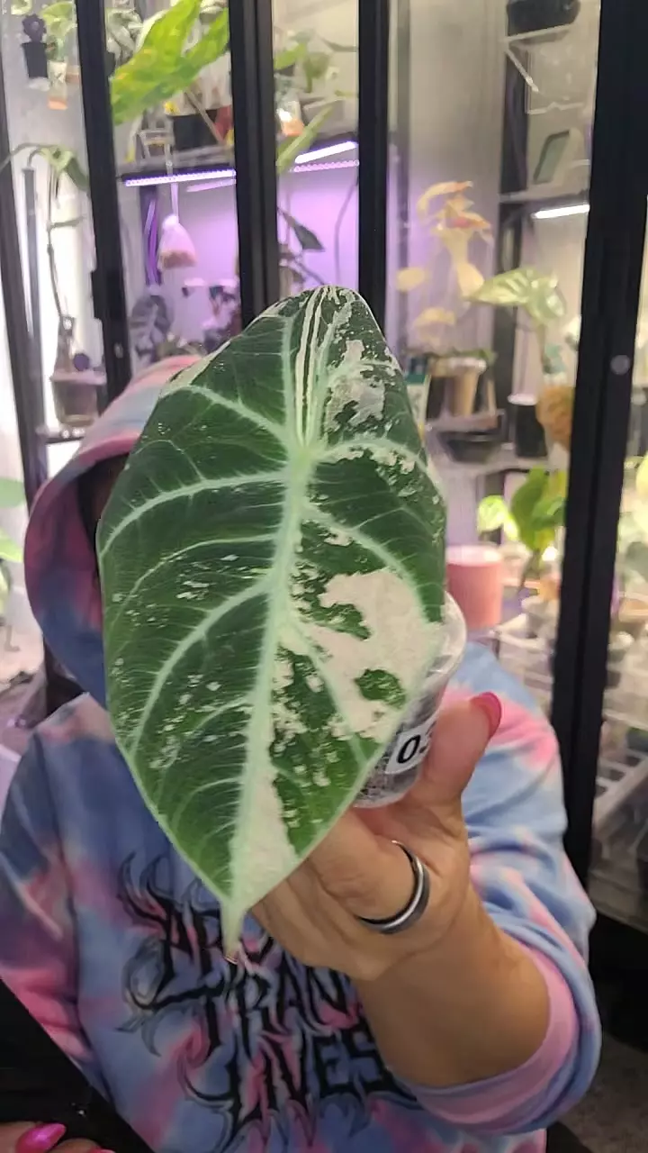 0319 alocasia ninja pink offset thumbnail