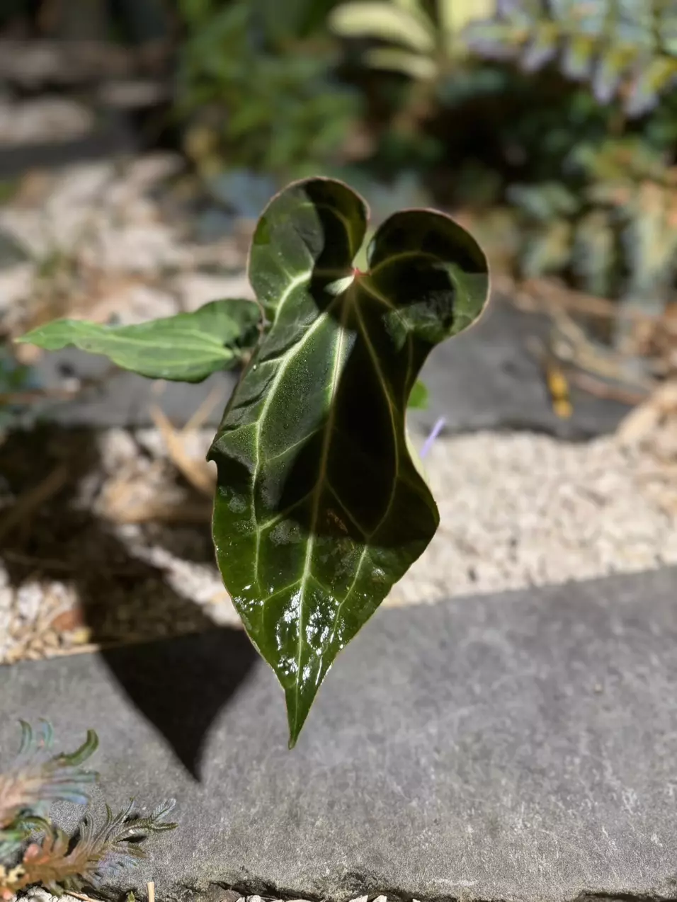 Besseae aff (B) thumbnail