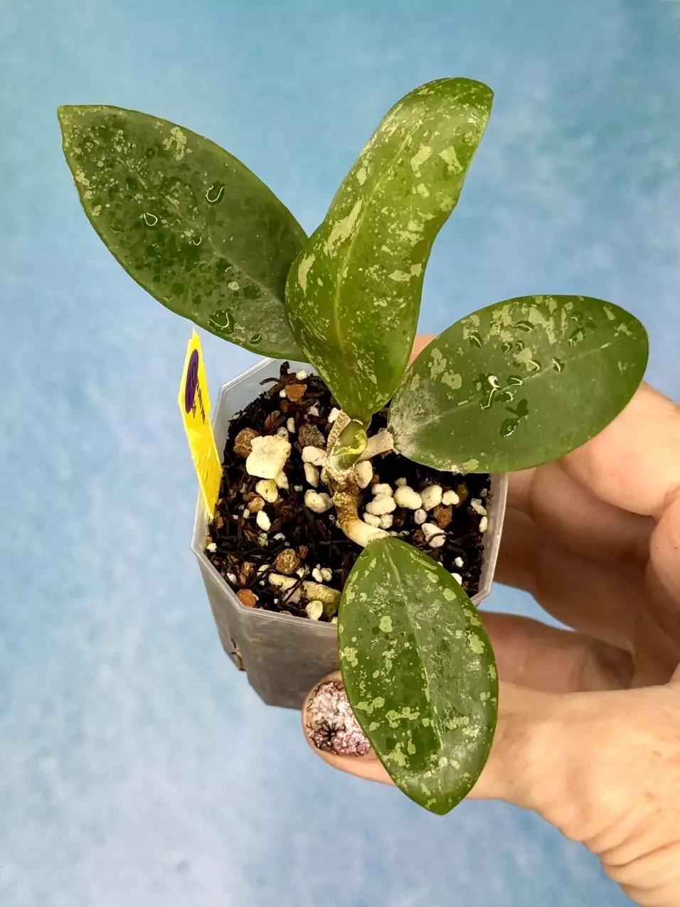70 Hoya phu yen (splash) thumbnail