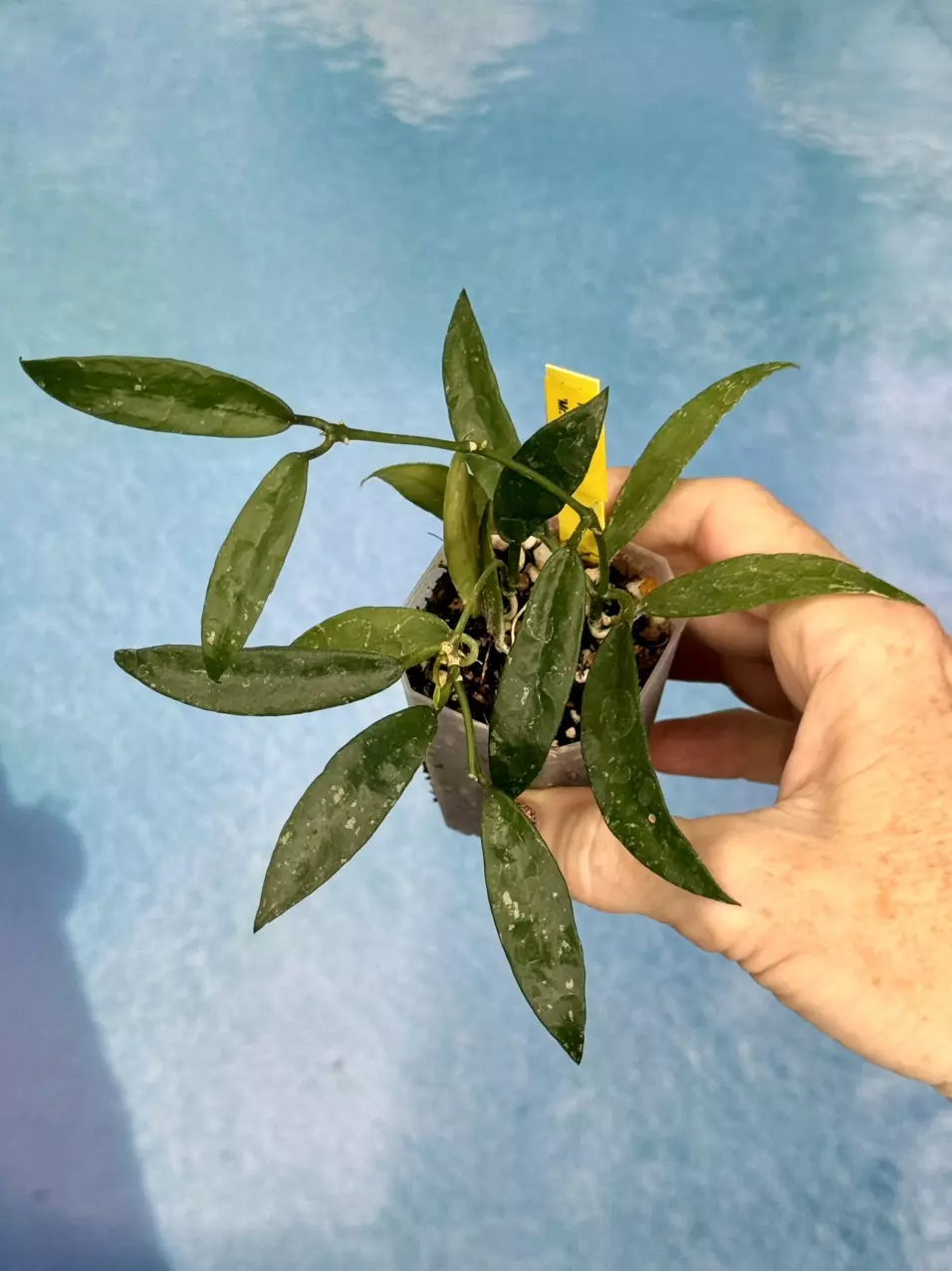73 Hoya lacunosa ‘Mr. Tent’ thumbnail