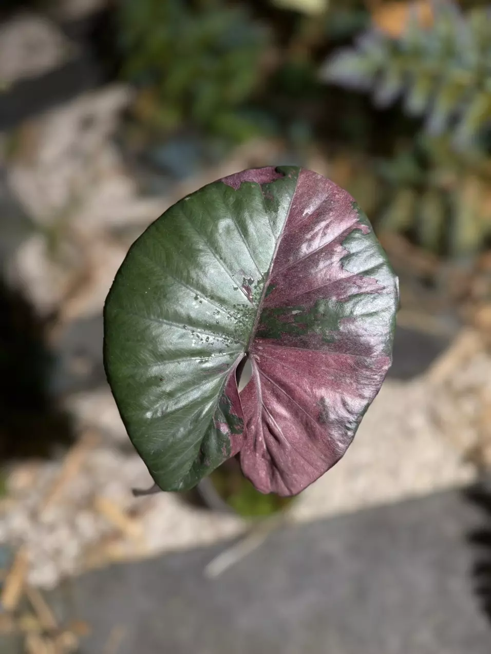 Alocasia Serendipity thumbnail