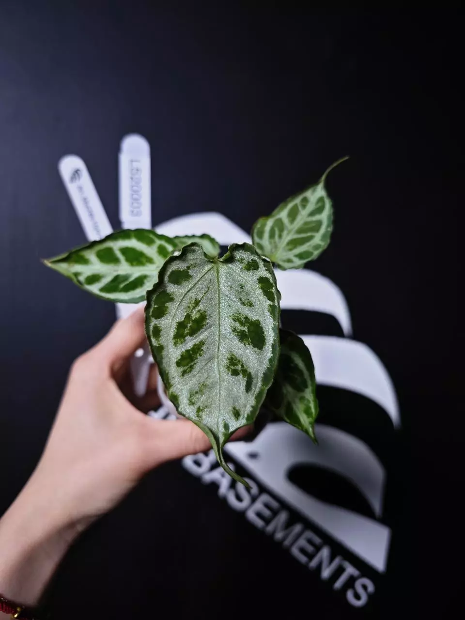 L520003 Anthurium Muchlis Hybrid SSS thumbnail
