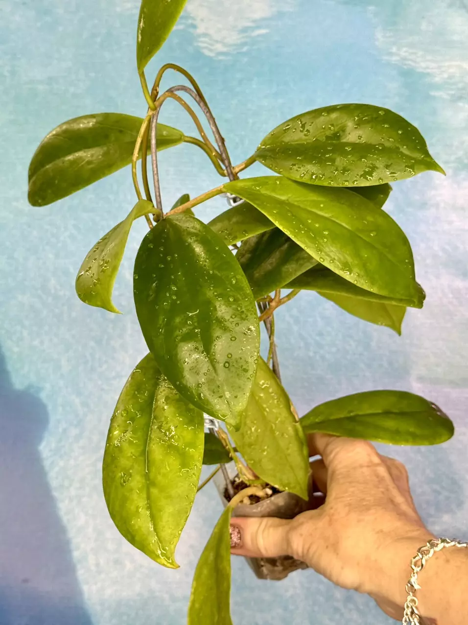 64 Hoya incrassata (trellised) thumbnail