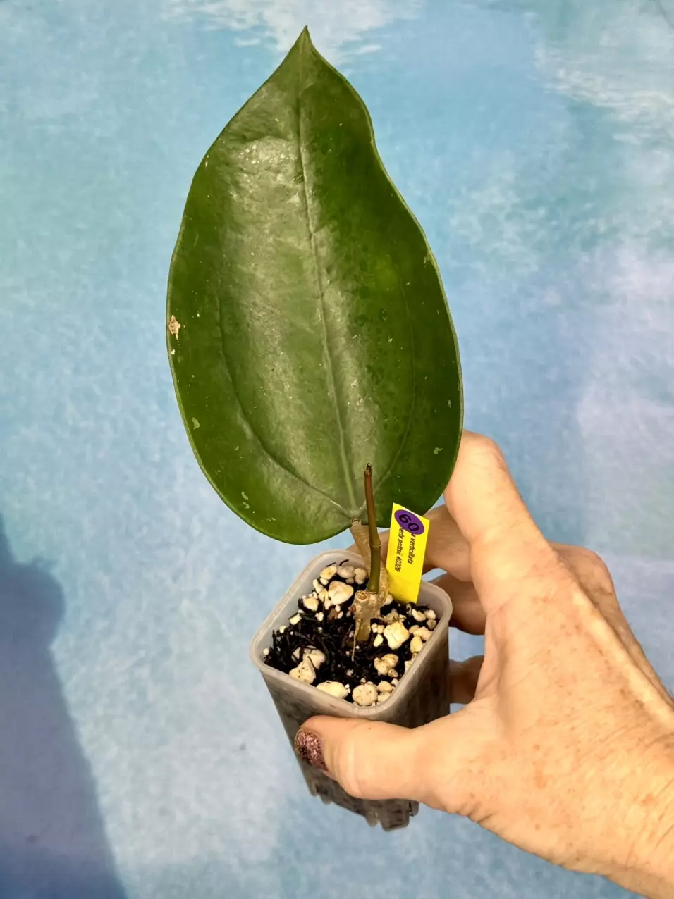 60 Hoya verticillata (formerly pottsii) thumbnail