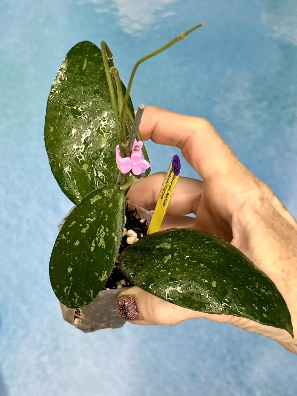 72 Hoya sp. NAP 03 thumbnail