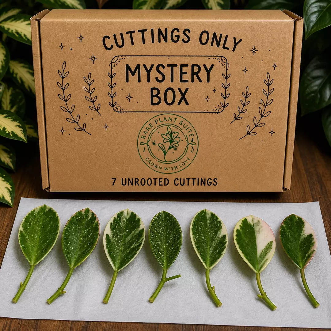 7 unrooted cuttings grown from seed ✂️ thumbnail