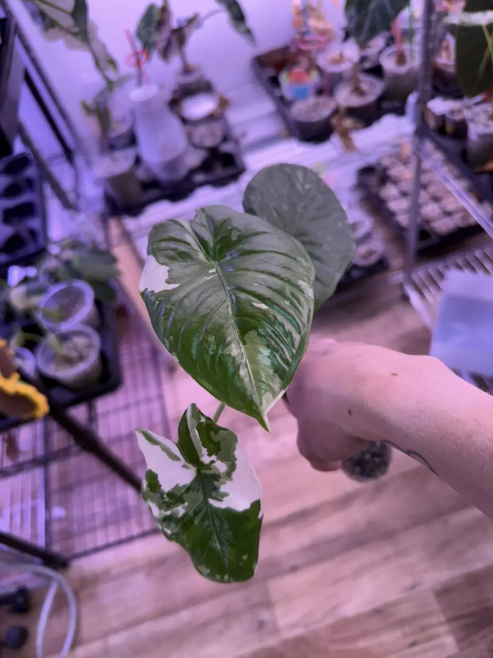 Fornicata Albo 0480 thumbnail