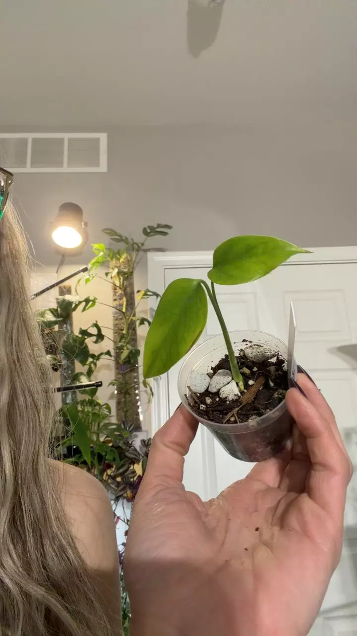Monstera Sierriana thumbnail