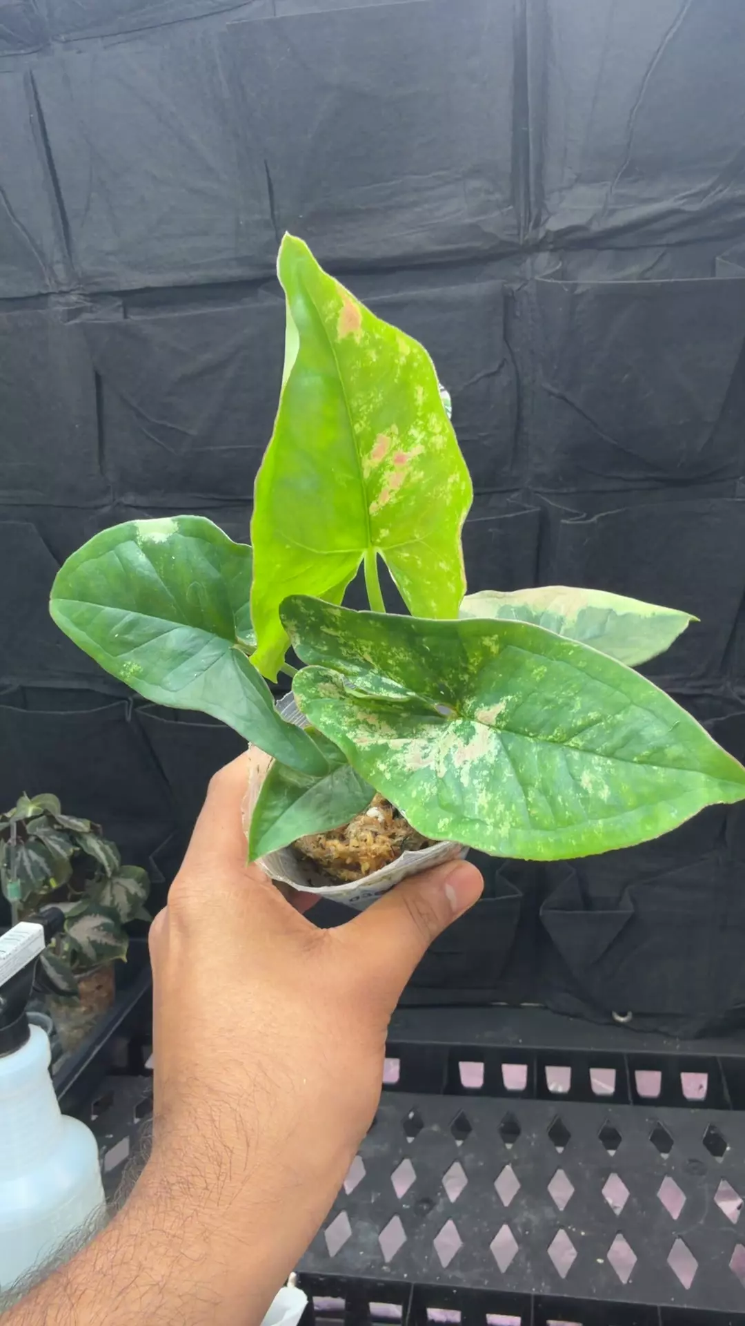 Syngonium Yok Siam thumbnail