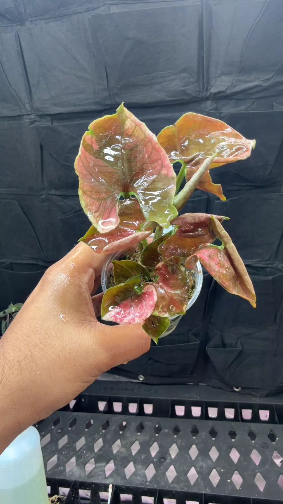 Syngonium strawberry ice galaxy thumbnail