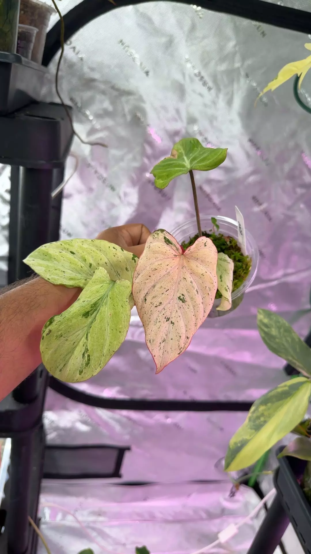 philodendron Gloriosum mint var thumbnail