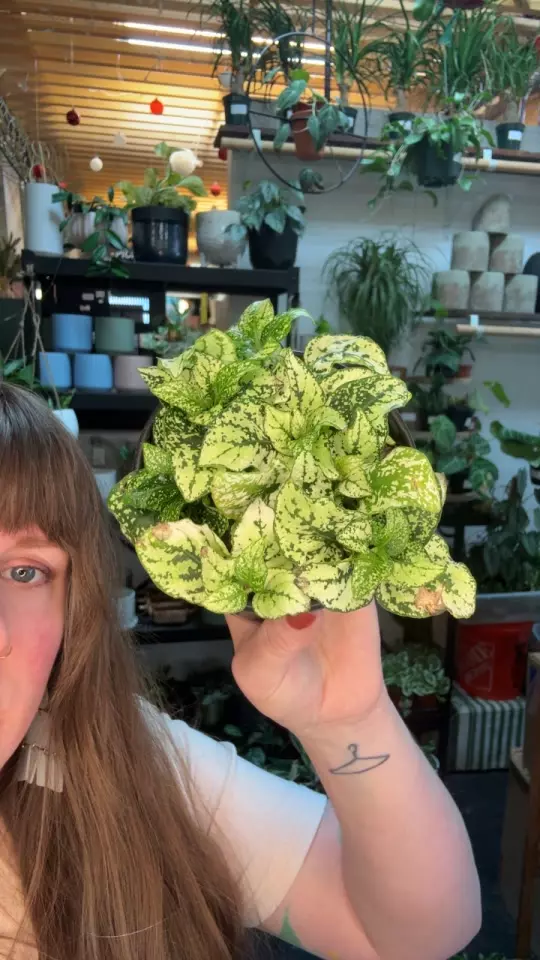 hypoestes green 5” 83 thumbnail