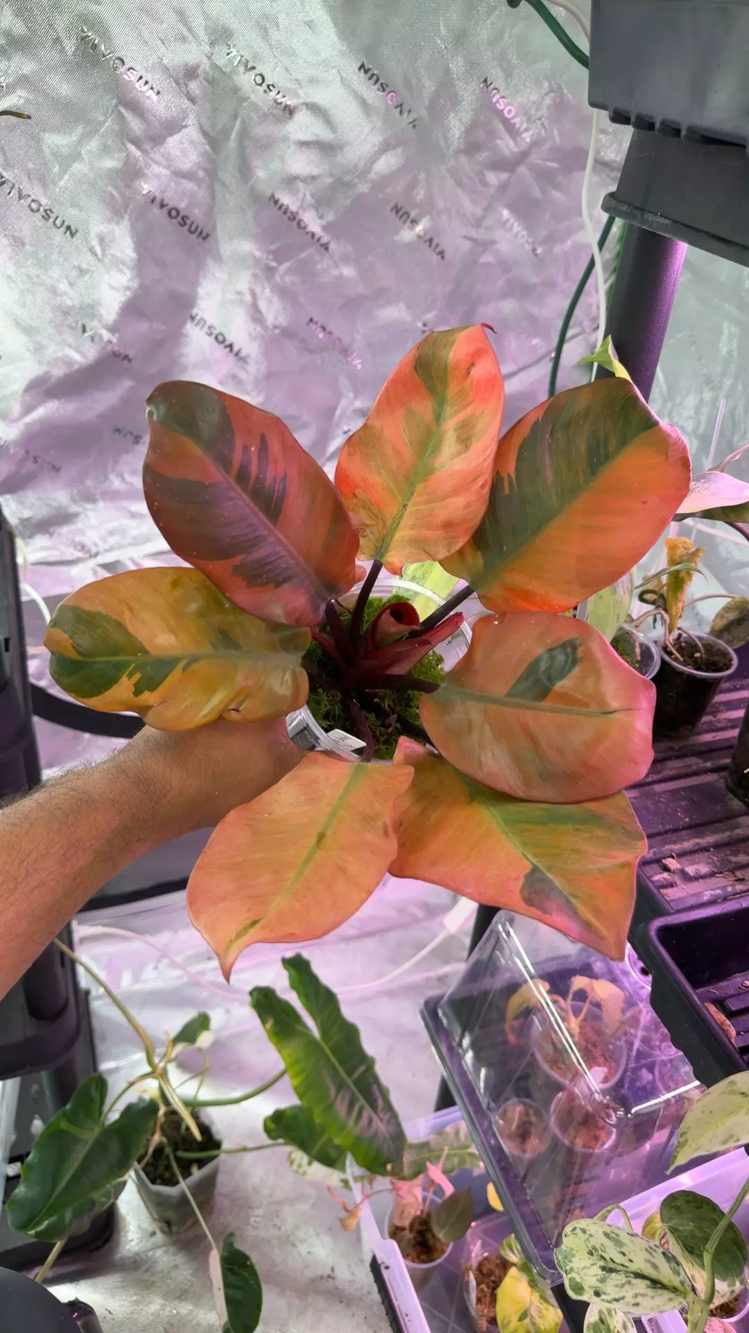 philodendron black Cardinal high color variegated thumbnail