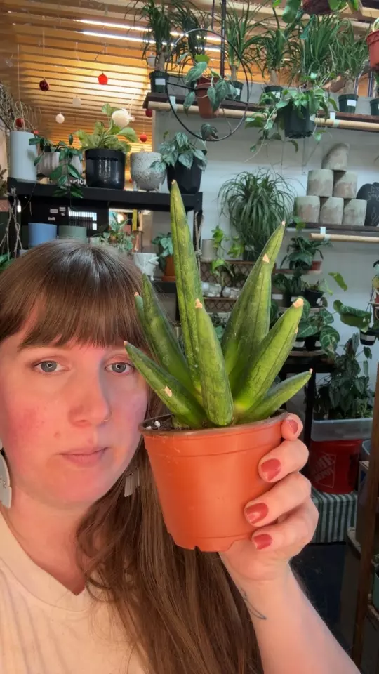 sansevieria hedgehog 4” 80 thumbnail