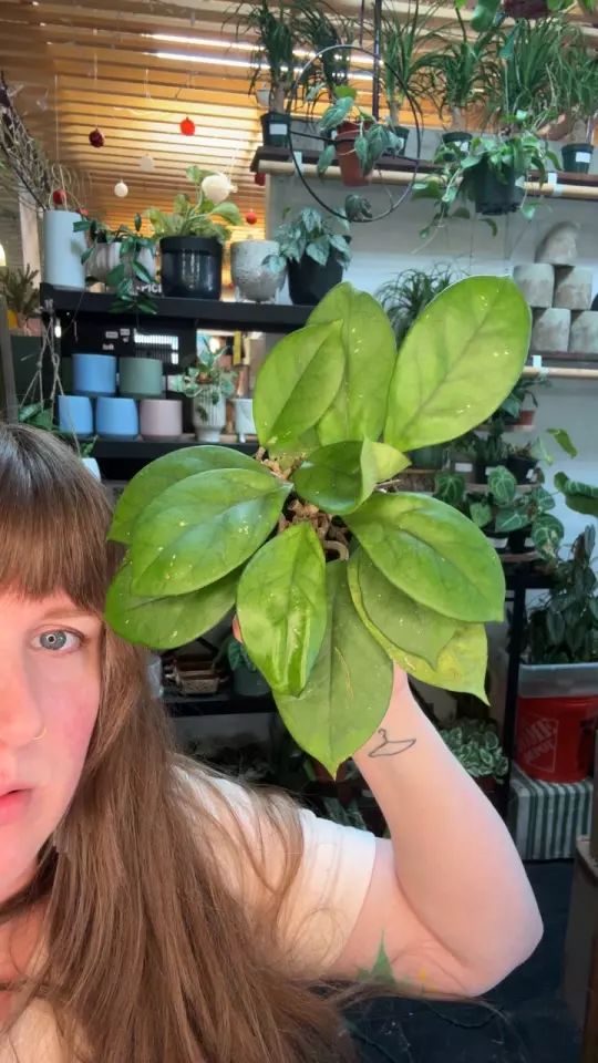 Hoya fungi 4” 81 thumbnail