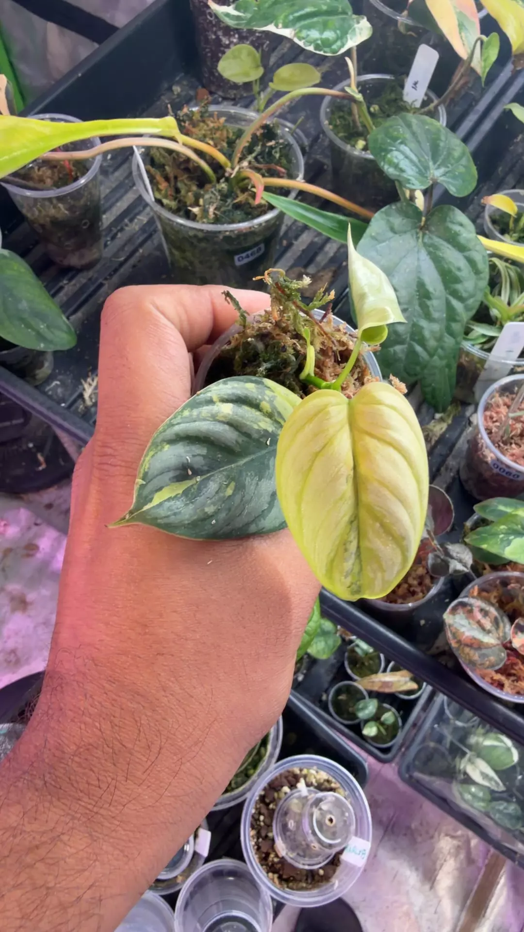 philodendron Brandtianum var thumbnail