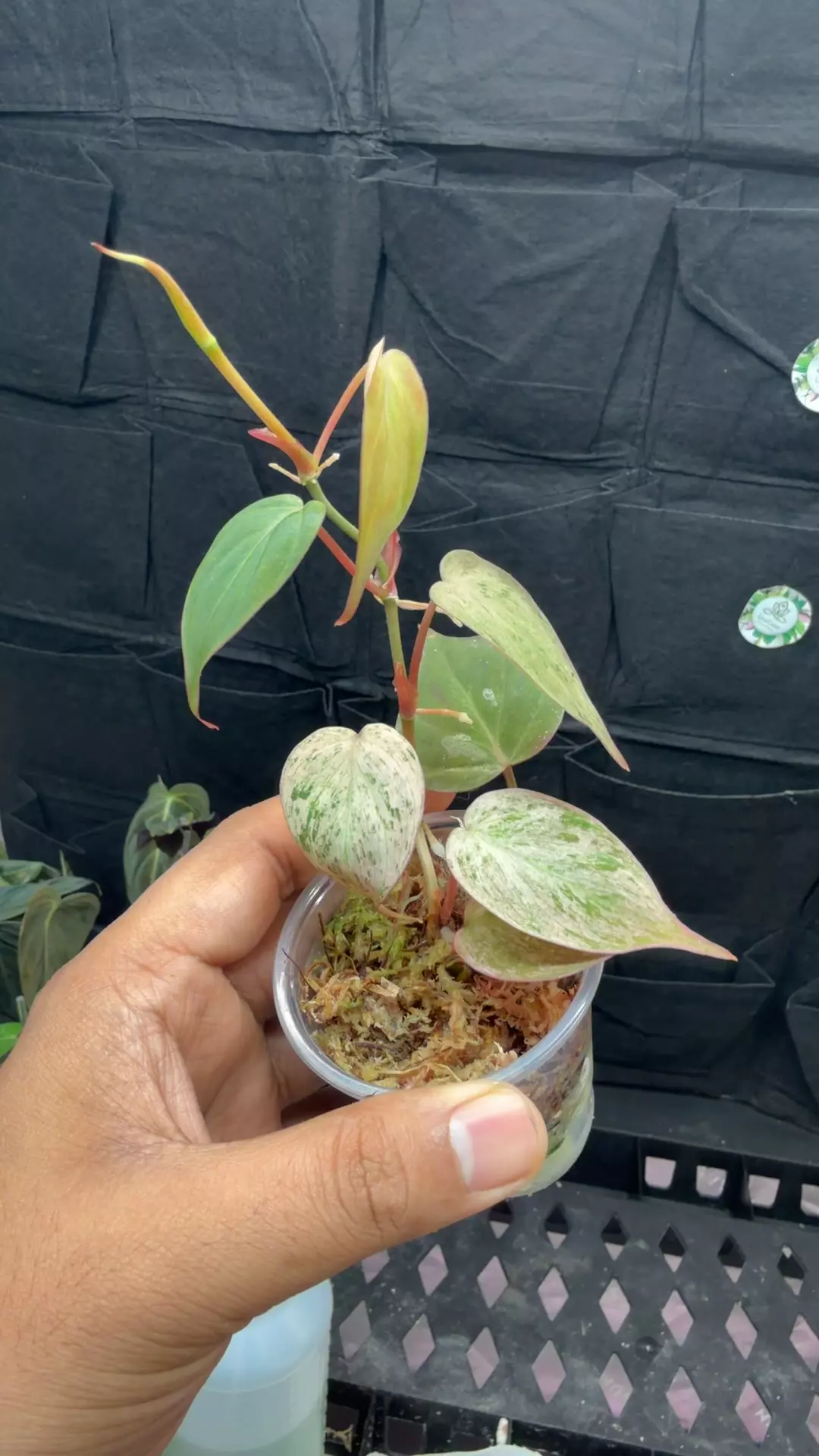 philodendron pink mint galaxy micans variegated 1182 thumbnail