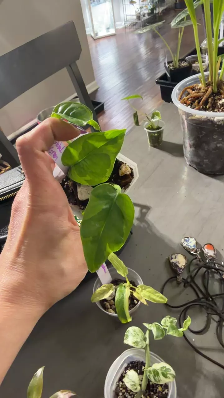Global Green Pothos thumbnail