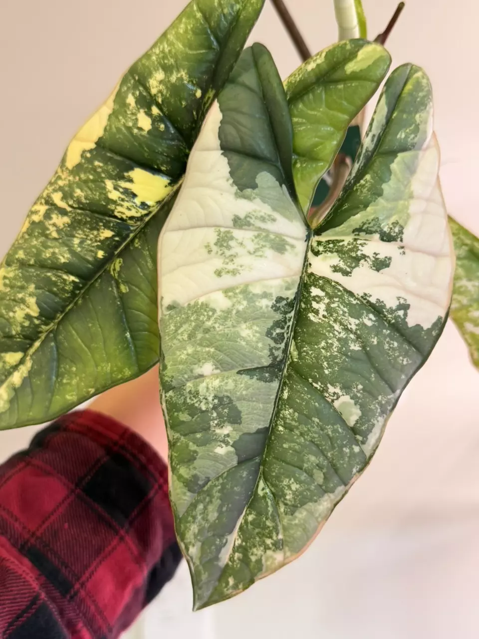 0611 Platinum Bisma Albo *SPROUTING CORM/OFFSHOOT thumbnail